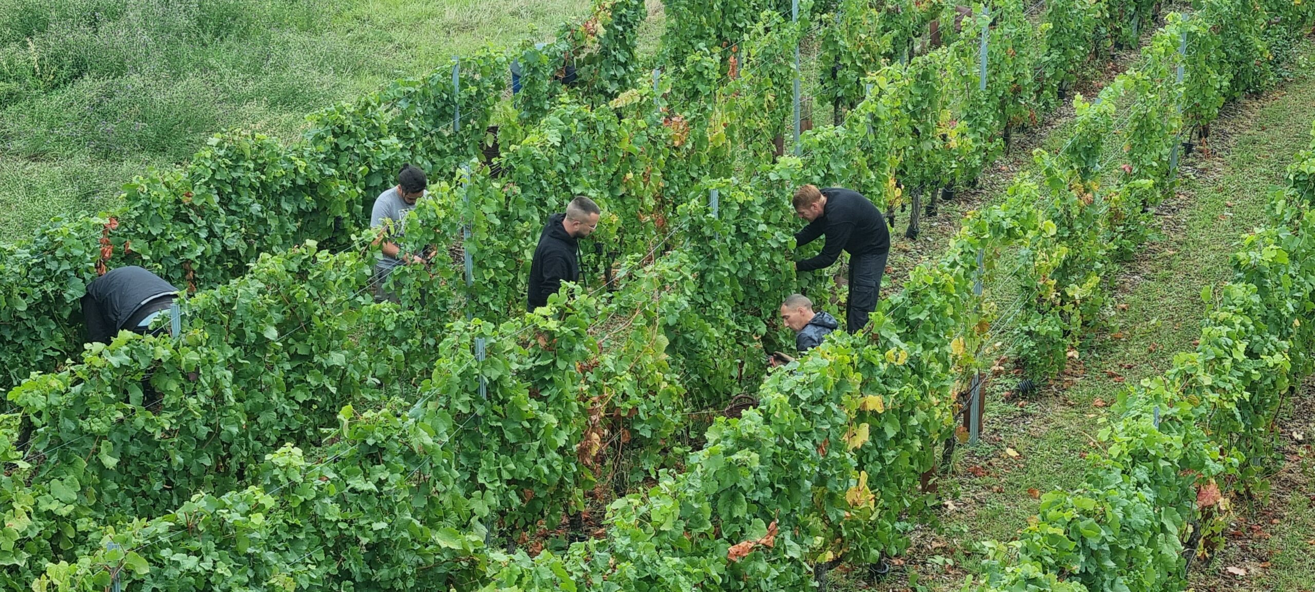 Photo des agents de la ville de Saint-Germain-en-Laye et du Pecq lors de la récolte des raisins pour la vendanges 2025 du vin des Grottes des terrasses du Château de Saint-Germain-en-Laye