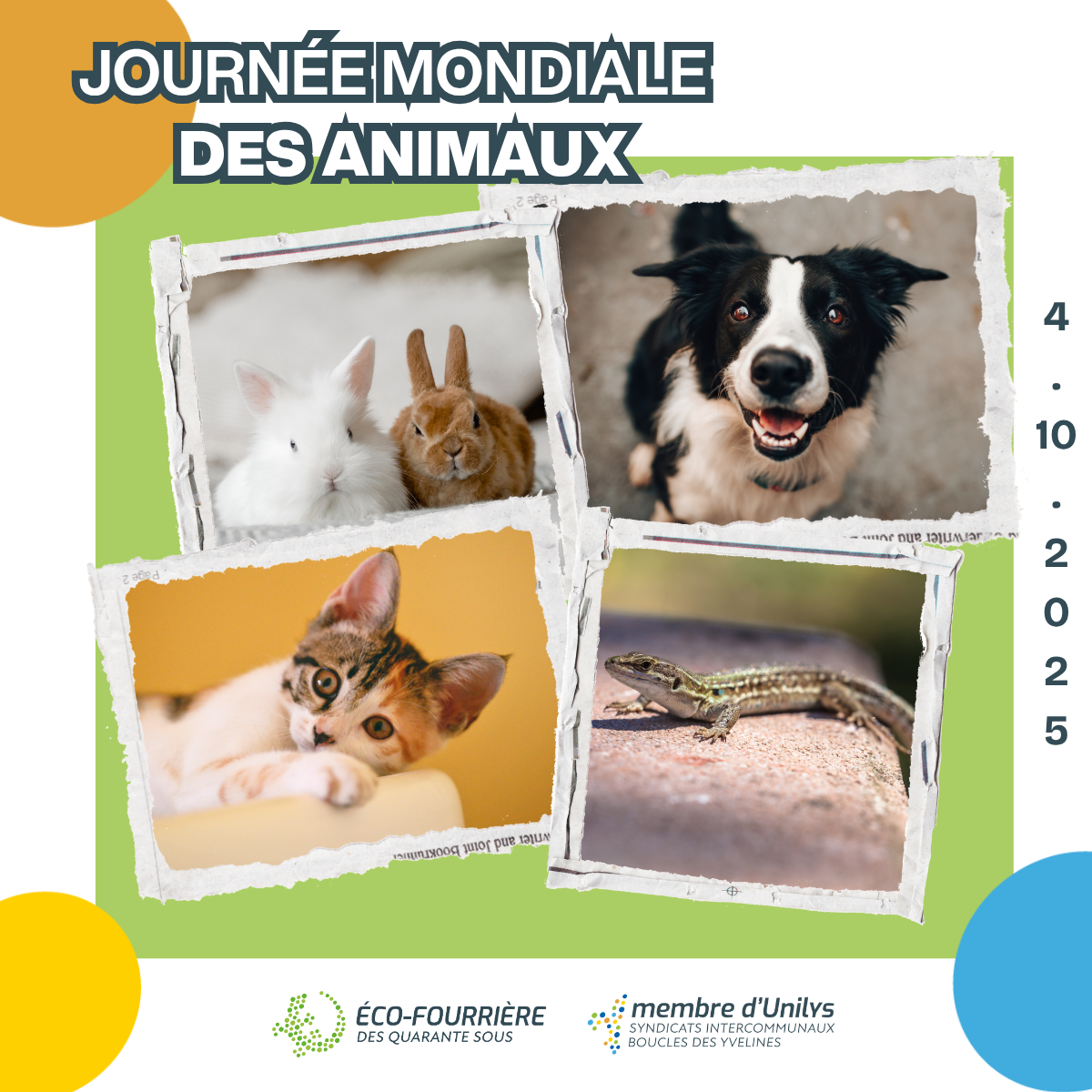 4 octobre 2025 Journée mondiale des animaux Photos : chat, chien, lapins, lézard des murailles Logos : Éco-fourrière des Quarante Sous et membre d'Unilys - Syndicats intercommunaux boucles des Yvelines